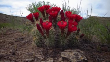 Çiçek açan bitkiler (Echinocereus sp.) Kirpi kaktüsü olarak bilinir.
