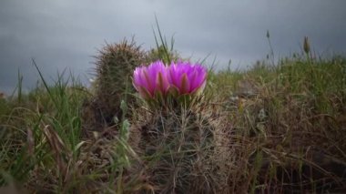 Sclerocactus 'un pembe çiçekleri. Sclerocactus, Doğu Utah cinsinin en yaygın ve yaygın üyesidir.
