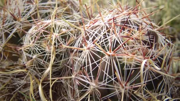 Escobaria Colorado Cacti Great Sand Dunes National Park Colorado Usa — стокове відео