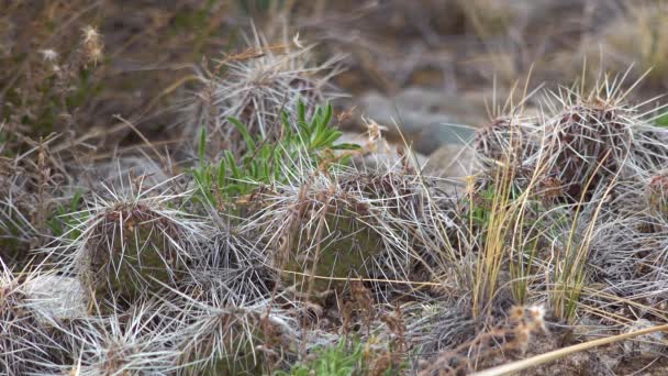 Sukulentne Rośliny Kłujący Gruszkowy Kaktus Opuntia Polyacantha Park Narodowy Great — Wideo stockowe