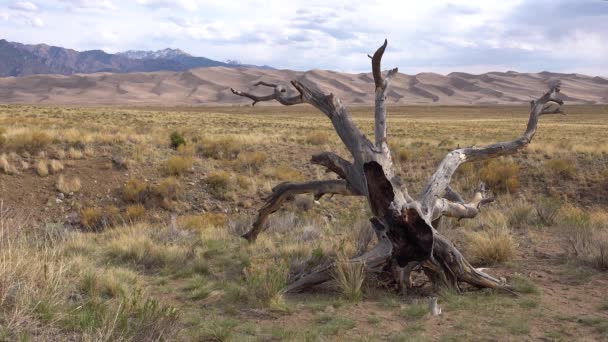 Great Sand Dunes National Park Colorado Beautiful Dry Tree Background — Stock Video