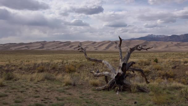 Great Sand Dunes National Park Colorado Ett Vackert Torrt Träd — Stockvideo