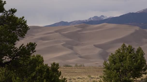Great Sand Dunes Nasjonalpark Colorado Vakkert Tørt Tre Mot Sanddyner – stockvideo
