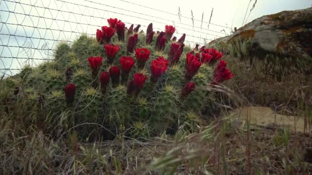 Blommande Växter Echinocereus Känd Som Igelkottskaktus — Stockvideo