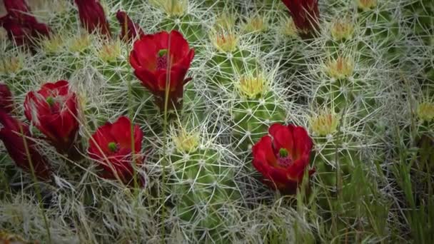 Blommande Växter Echinocereus Känd Som Igelkottskaktus — Stockvideo