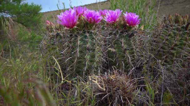 Rosa Blommor Sclerocactus Sclerocactus Den Vanligaste Och Mest Utbredda Medlemmen — Stockvideo