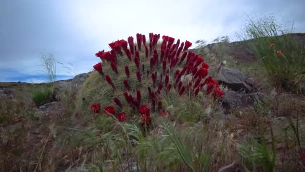 Plantas Floridas Echinocereus Conhecido Comumente Como Cacto Ouriço — Vídeo de Stock