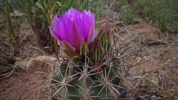 Rosafarbene Blüten Von Sclerocactus Sclerocactus Ist Das Häufigste Und Weitesten — Stockvideo