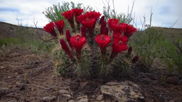 Plantas Floridas Echinocereus Conhecido Comumente Como Cacto Ouriço — Vídeo de Stock