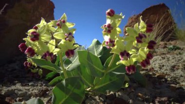 Asclepias cryptoceras - soluk süt otu, Humboldt Dağları süt otu, inek-lahanası. Moab, Utah 'taki Arches Ulusal Parkı