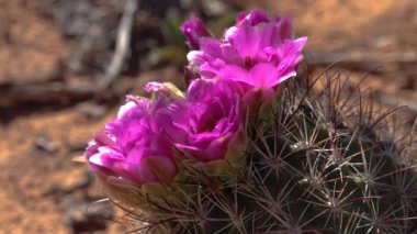 Sclerocactus 'un pembe çiçekleri. Sclerocactus, Doğu Utah cinsinin en yaygın ve yaygın üyesidir.