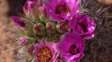 Sclerocactus 'un pembe çiçekleri. Sclerocactus, Doğu Utah cinsinin en yaygın ve yaygın üyesidir.