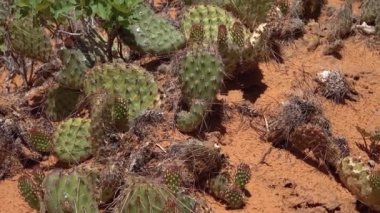 Eritilmiş manzara, Arches Ulusal Parkı, Moab, Utah, ABD