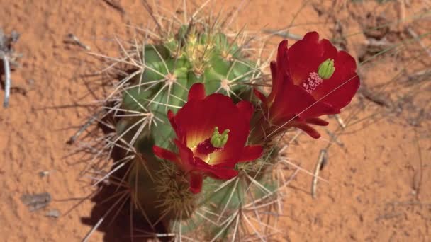 Bloeiende Planten Echinocereus Bekend Als Egel Cactus Nationaal Park Arches — Stockvideo