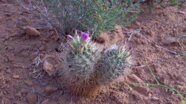 Canyonlands Ulusal Parkı 'nda çiçek açan kaktüsler (Sclerocactus parviflorus), Utha