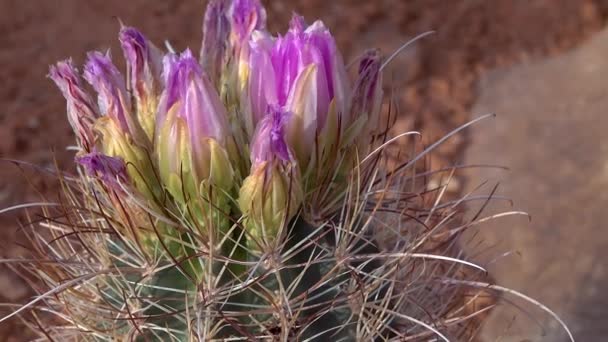 Kvetoucí Rostliny Kaktusu Sclerocactus Parviflorus Národním Parku Canyonlands Utha — Stock video