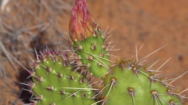 Plantas Cacto Floridas Flores Cor Rosa Opuntia Poliacantha Canyonlands National — Vídeo de Stock