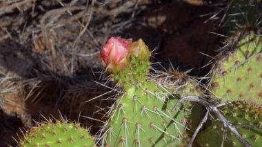 Çiçekli kaktüsler, pembe Opuntia çiçekleri. Canyonlands Ulusal Parkı 'nda, Utha