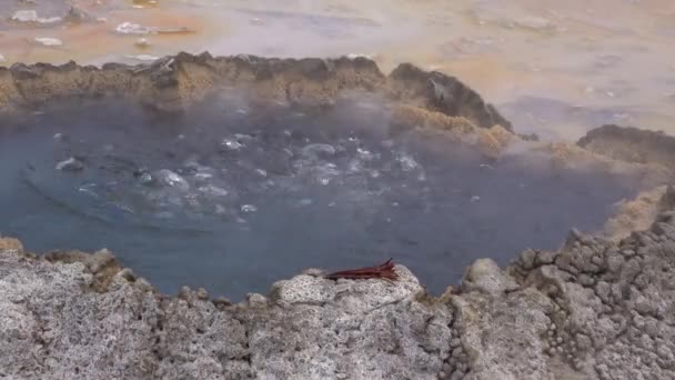 Βραστό Νερό Geyser Φυσαλίδων Ενεργός Θερμοπίδακας Μεγάλες Εκρήξεις Εθνικό Πάρκο — Αρχείο Βίντεο