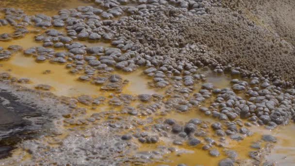 Algae Bacterial Mats Hot Thermal Spring Hot Pool Yellowstone National — Stock Video