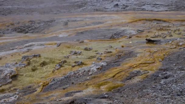 Alger Bakteriella Mattor Varm Termisk Källa Varm Pool Yellowstone National — Stockvideo