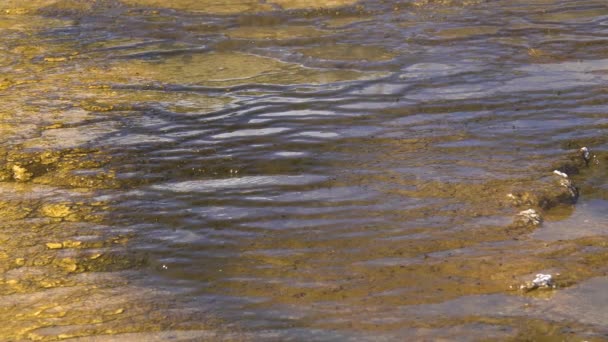 Řasové Bakteriální Rohože Teplý Termální Pramen Horký Bazén Yellowstonském Národním — Stock video