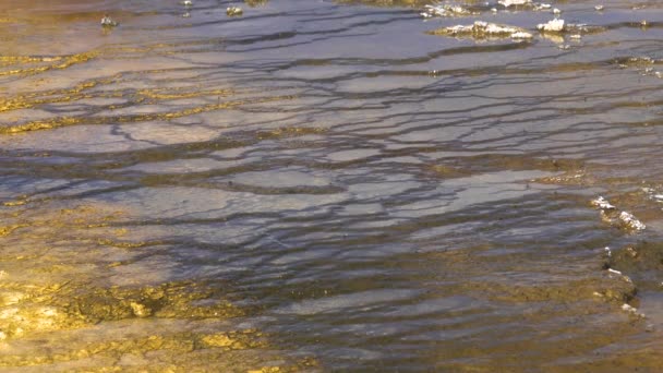 藻類細菌マット イエローストーン国立公園内の温水プール ワイオミング州 アメリカ — ストック動画