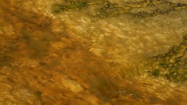 Řasové Bakteriální Rohože Teplý Termální Pramen Horký Bazén Yellowstonském Národním — Stock video