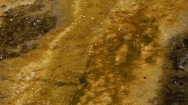 Yosun-bakteriyel paspaslar. Sıcak termal yay, Yellowstone Ulusal Parkı 'nda sıcak havuz. Wyoming, ABD