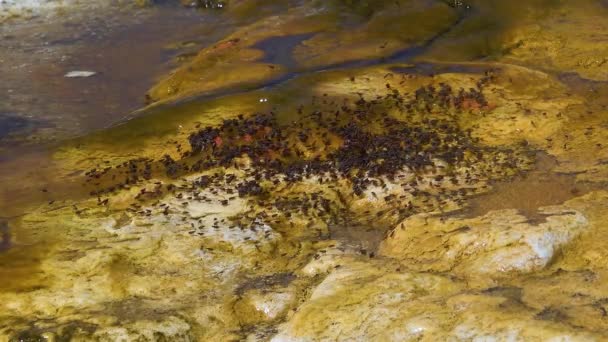 Algen Bacteriële Matten Warme Thermale Bron Warm Zwembad Het Yellowstone — Stockvideo