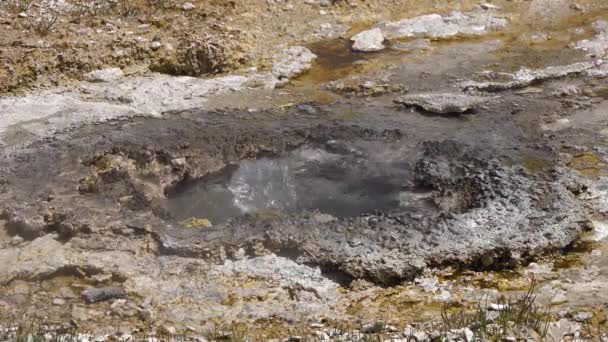 Siedewassersprudler Geysir Aktiver Geysir Mit Größeren Eruptionen Yellowstone Nationalpark Wyoming — Stockvideo