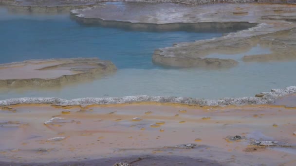 Gayzerde Kaynamış Sıcak Kristal Berrak Yellowstone Ulusal Parkı Wyoming Abd — Stok video