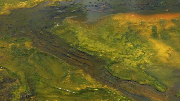 Řasové Bakteriální Rohože Teplý Termální Pramen Horký Bazén Yellowstonském Národním — Stock video