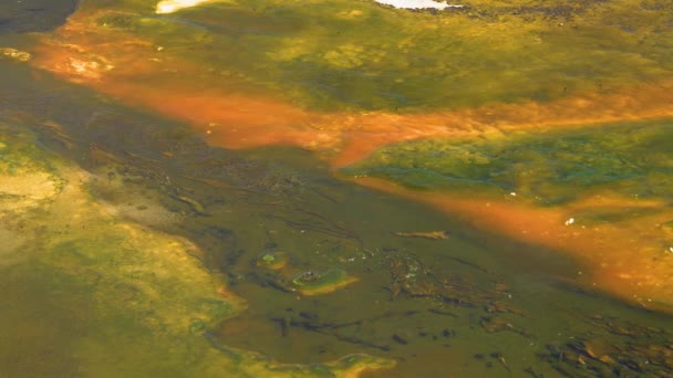 Algen Bacteriële Matten Warme Thermale Bron Warm Zwembad Het Yellowstone — Stockvideo