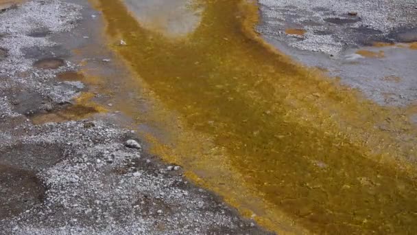 Algen Bacteriële Matten Warme Thermale Bron Warm Zwembad Het Yellowstone — Stockvideo