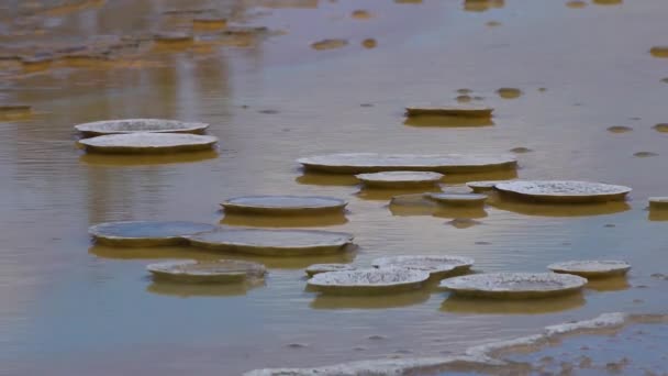 藻類細菌マット イエローストーン国立公園内の温水プール ワイオミング州 アメリカ — ストック動画