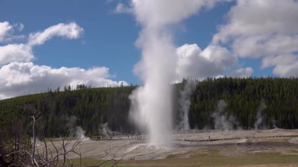 Geysir Old Faithful Bricht Yellowstone Nationalpark Bundesstaat Wyoming Aus — Stockvideo