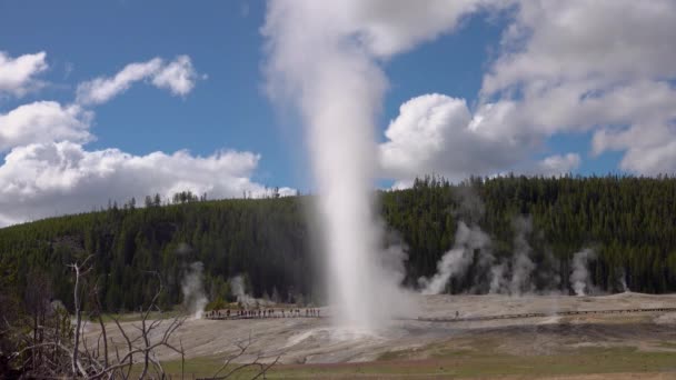 Geysir Old Faithful Bricht Yellowstone Nationalpark Bundesstaat Wyoming Aus — Stockvideo