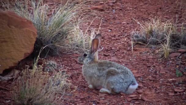 美国犹他州荒原上的兔子 — 图库视频影像