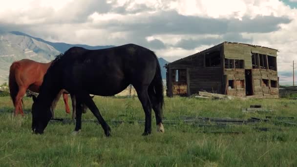 Коні Пасуться Полі Їдять Зелену Траву Ранчо Юті — стокове відео