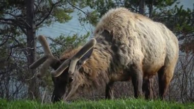 Bull Moose, yol kenarındaki bir yağmur sırasında yeşil ot yiyen genç bir hayvan.