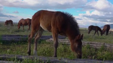 Atlar tarlada otlar, yeşil otlar, Utah 'ta çiftlikler.