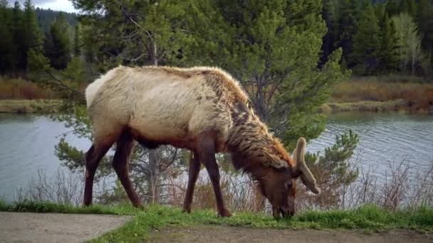 Bull Moose Giovane Animale Che Mangia Erba Verde Durante Una — Video Stock