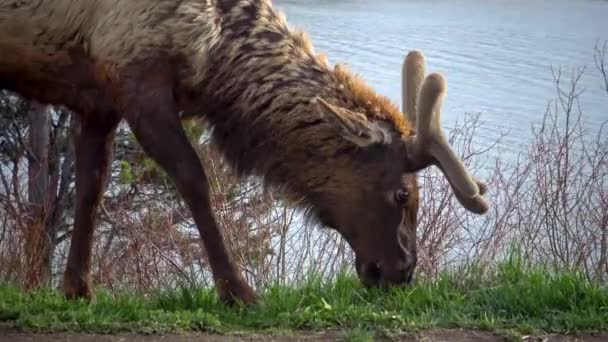 Bull Moose Animal Joven Que Come Hierba Verde Durante Una — Vídeo de stock