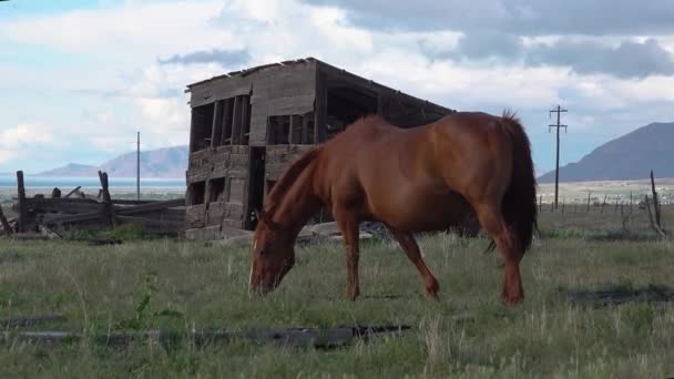 Pferde Weiden Auf Dem Feld Fressen Grünes Gras Ranch Utah — Stockvideo