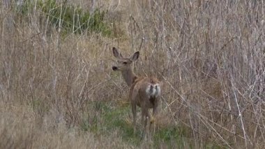 Beyaz kuyruklu geyik (Odocoileus virginianus), beyaz kuyruklu geyik veya Virginia geyiği olarak da bilinir.