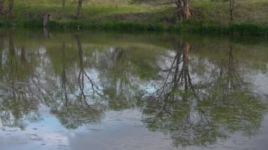 Göl suyundaki ağaçların yansıması, Utah