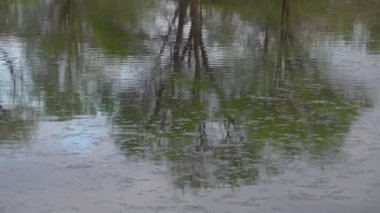 Göl suyundaki ağaçların yansıması, Utah