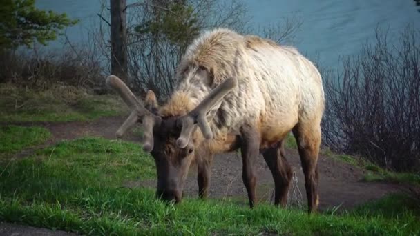 Bull Moose Yol Kenarındaki Bir Yağmur Sırasında Yeşil Yiyen Genç — Stok video