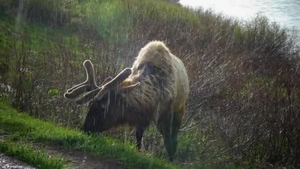 Bull Moose Young Animal Eating Green Grass Rain Roadside Usa — Stock Video